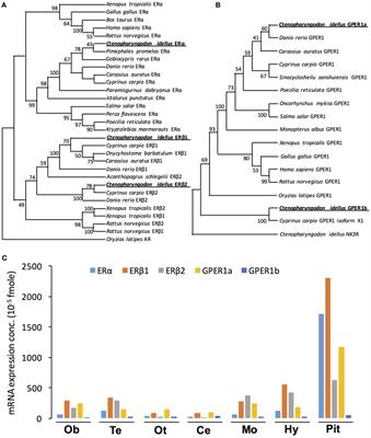 Pituitary Action of E2 in Prepubertal Grass Carp: Receptor Specificity and Signal Transduction for Luteinizing Hormone and Follicle-Stimulating Hormone Regulation